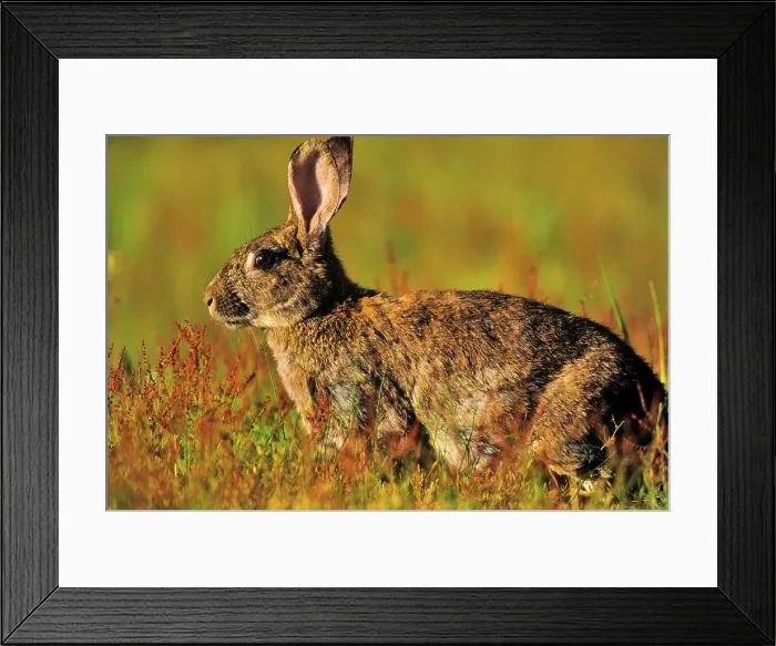 Framed Print : Canada, Vancouver island, Rabbit sitting in grass