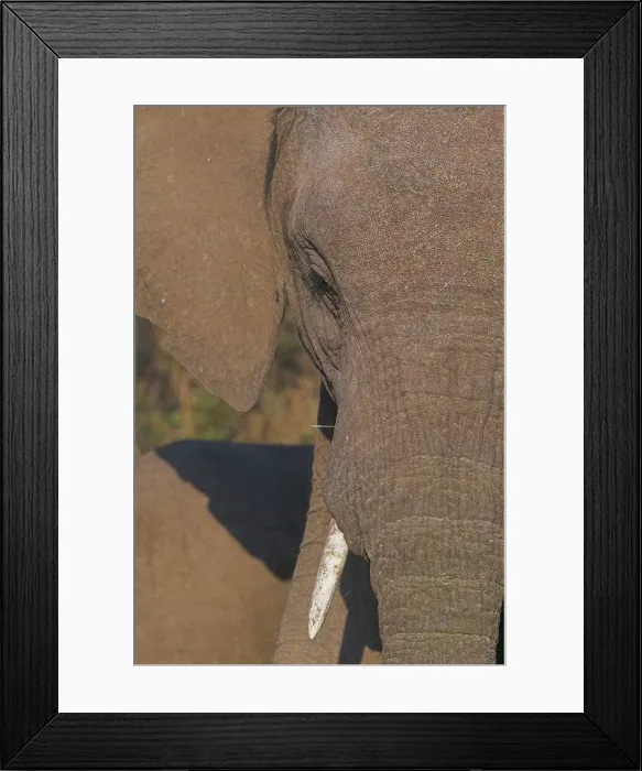 Framed Print : Elephants (Loxodonta africana) in veld at at sunset Framed Print : Elephants (Loxodonta africana) in veld at at sunset