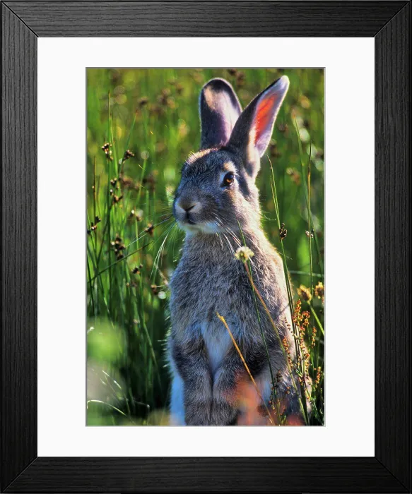 Framed Print : Canada, Vancouver island, Rabbit sitting in grass