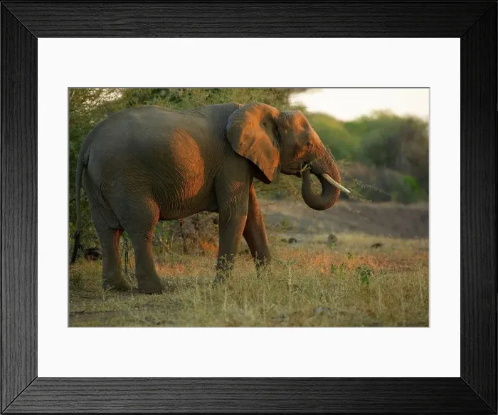 Framed Print : Elephant (Loxodonta africana) feeding Framed Print : Elephant (Loxodonta africana) feeding