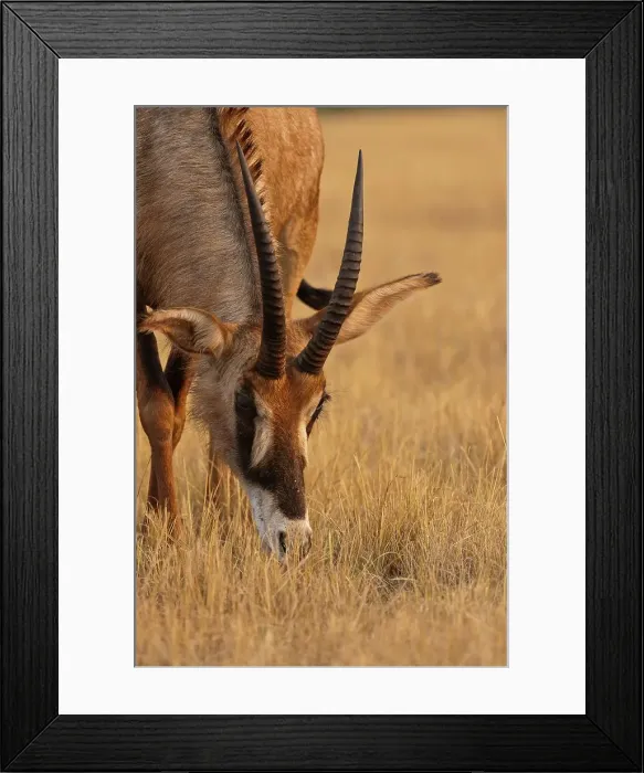 Framed Print : Roan Antelope (Hippotragus equinus) Framed Print : Roan Antelope (Hippotragus equinus)