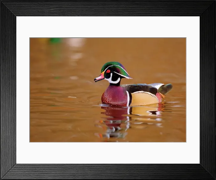 Framed Print : Canada, British Columbia, Vancouver island Framed Print : Canada, British Columbia, Vancouver island
