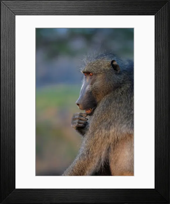 Framed Print : Chacma Baboon. Kruger National Park Framed Print : Chacma Baboon. Kruger National Park