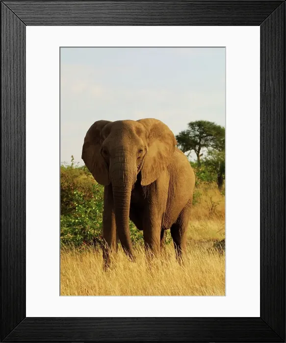 Framed Print : Elephant cow in veld. Mashatu Game Reserve Framed Print : Elephant cow in veld. Mashatu Game Reserve