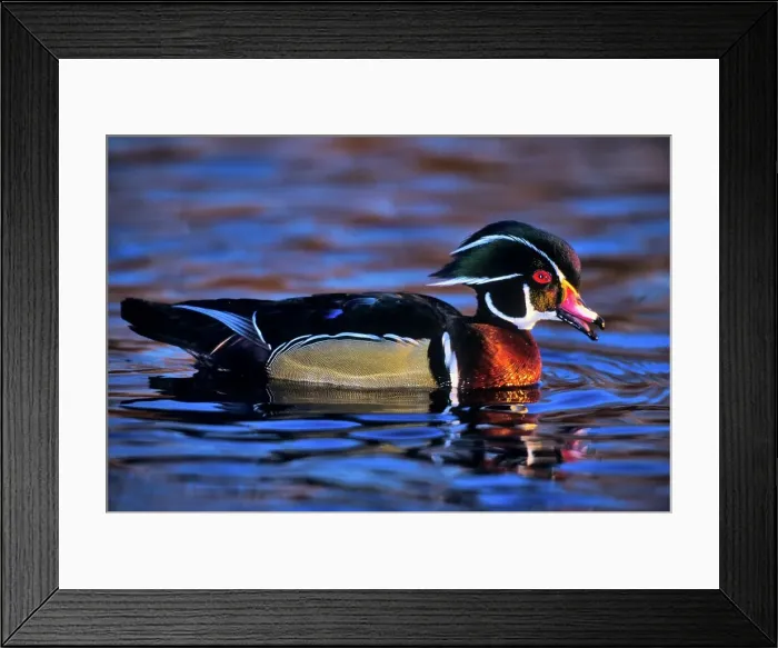 Framed Print : Canada, British Columbia, Vancouver island Framed Print : Canada, British Columbia, Vancouver island