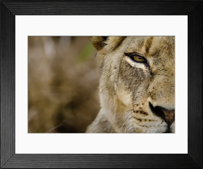 Framed Print : Lioness (Panthera leo). MalaMala (Mala Mala) Game Reserve Framed Print : Lioness (Panthera leo). MalaMala (Mala Mala) Game Reserve