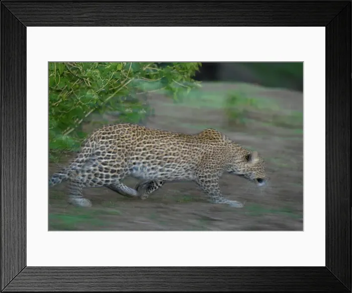 Framed Print : Leopard (Panthera pardus) stalking in veld at twilight Framed Print : Leopard (Panthera pardus) stalking in veld at twilight