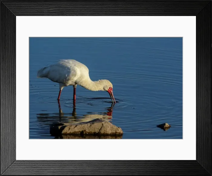 Framed Print : African Spoonbill (Platalea alba) feeding Framed Print : African Spoonbill (Platalea alba) feeding