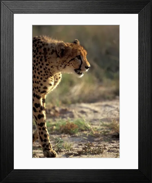 Framed Print : Cheetah (Acinonyx jubatus). Walking Framed Print : Cheetah (Acinonyx jubatus). Walking