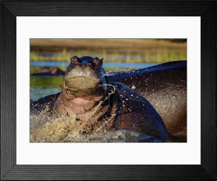 Framed Print : Hippopotamus (Hippopotamus amphibius) Framed Print : Hippopotamus (Hippopotamus amphibius)
