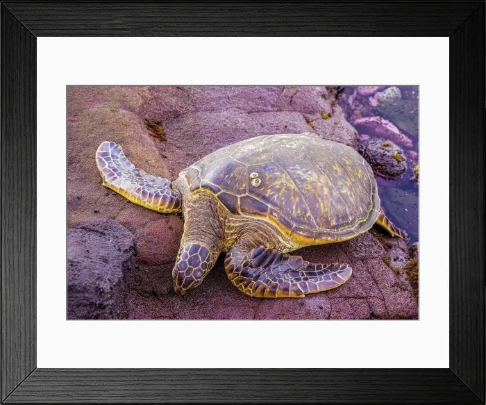 Framed Print : USA, Hawaii, Maui, Green sea turtle (Chelonia mydas) Framed Print : USA, Hawaii, Maui, Green sea turtle (Chelonia mydas)
