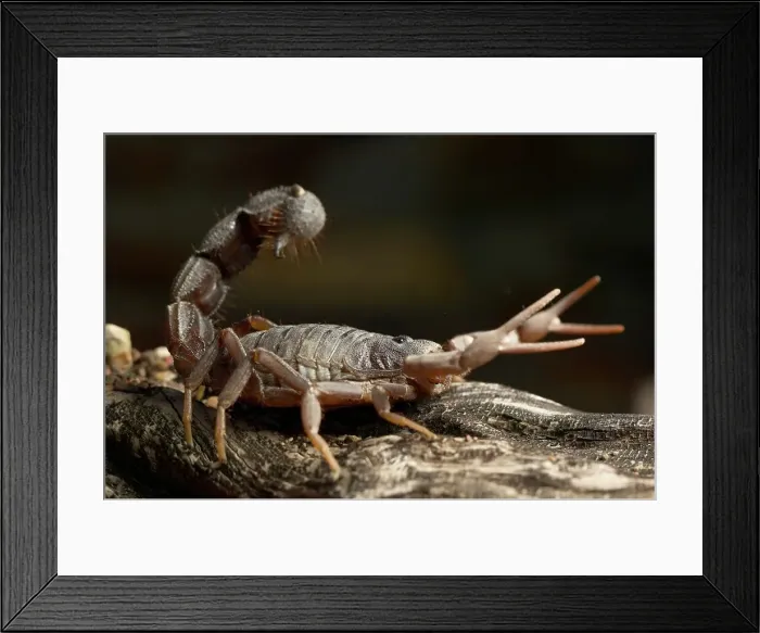 Framed Print : Black Hairy Thick-Tailed Scorpion (Parabuthus transvaalicus) Framed Print : Black Hairy Thick-Tailed Scorpion (Parabuthus transvaalicus)