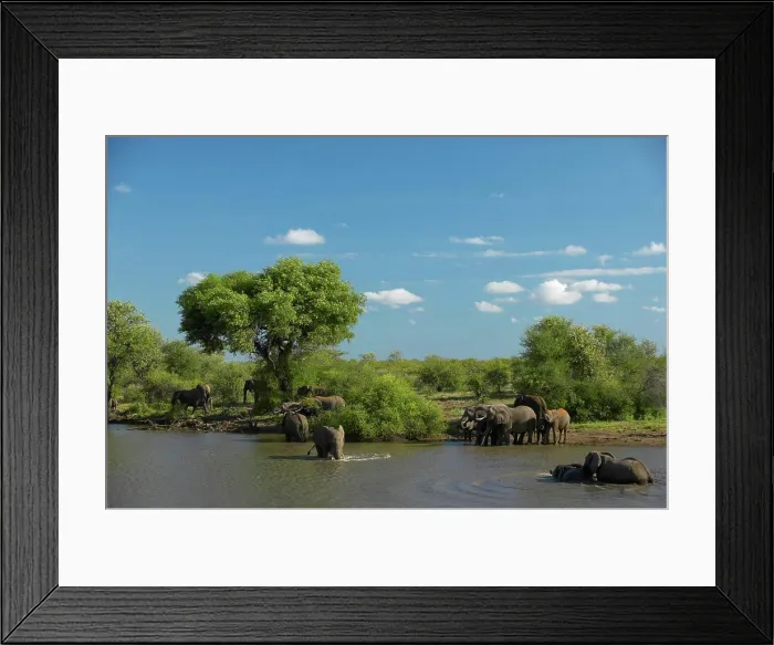 Framed Print : Elephant (Loxodonta africana) at waterhole drinking. Jwala Game Reserve. Nothern Tuli Game Reserve. Botswana Framed Print : Elephant (Loxodonta africana) at waterhole drinking. Jwala Game Reserve. Nothern Tuli Game Reserve. Botswana