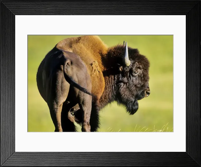 Framed Print : Canada, Alberta, Waterton National Park Framed Print : Canada, Alberta, Waterton National Park
