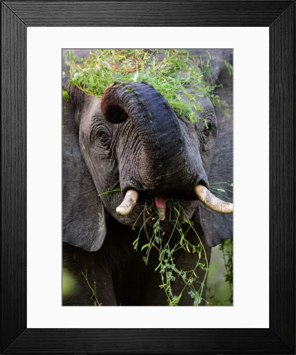 Framed Print : African bush elephant (Loxodonta africana) feeding