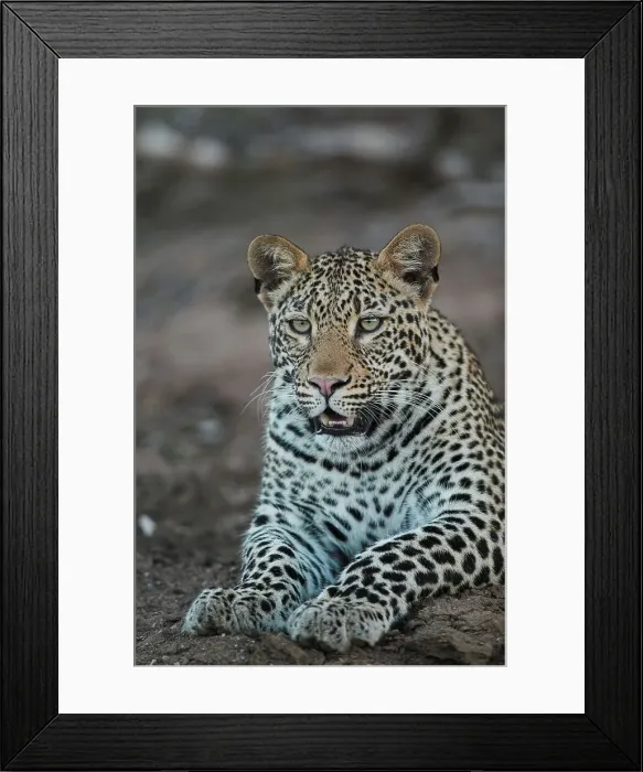 Framed Print : Leopard (Panthera pardus) in veld