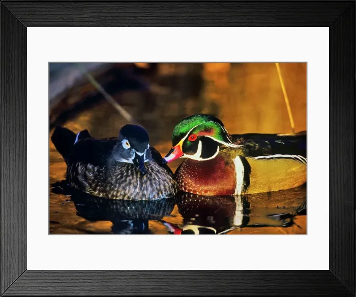 Framed Print : Canada, British Columbia, Vancouver island Framed Print : Canada, British Columbia, Vancouver island