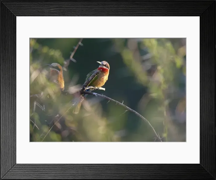 Framed Print : Whitefronted Bee-eater (Merops bullockoides) perched on an acacia branch