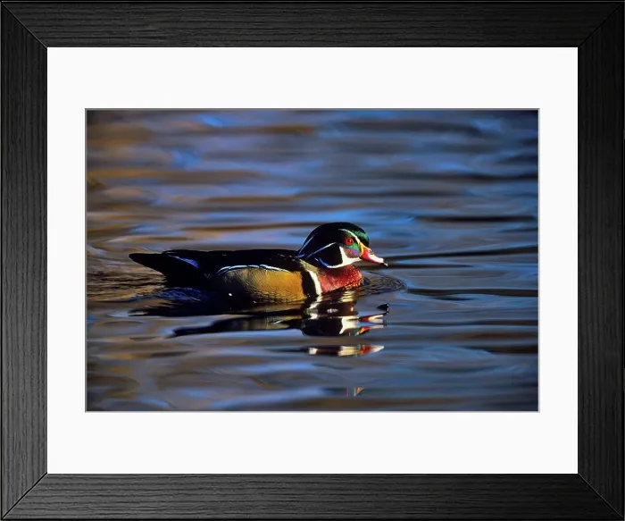 Framed Print : Canada, British Columbia, Vancouver island Framed Print : Canada, British Columbia, Vancouver island