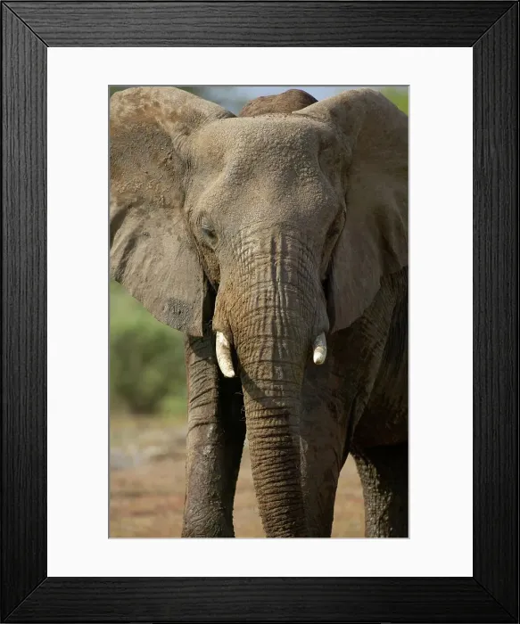 Framed Print : Elephant (Loxodonta africana). Mashatu Game Reserve Framed Print : Elephant (Loxodonta africana). Mashatu Game Reserve
