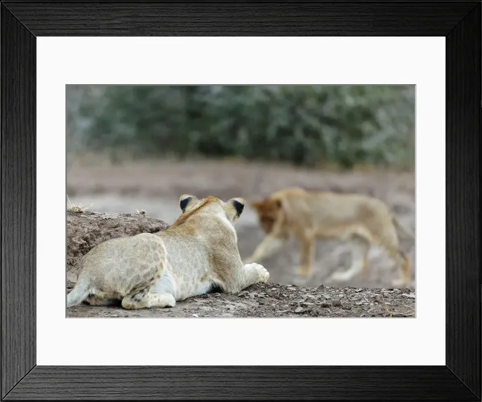 Framed Print : Lion (Panthera leo) cub stalking another cub Framed Print : Lion (Panthera leo) cub stalking another cub
