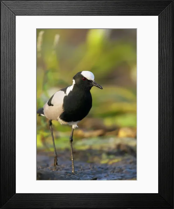 Framed Print : Blacksmith Plover (Vanellus armatus) in wetland Framed Print : Blacksmith Plover (Vanellus armatus) in wetland