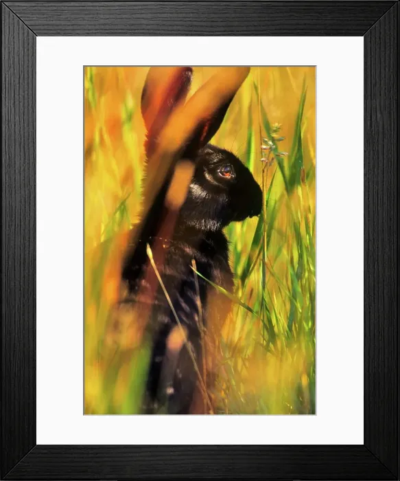 Framed Print : Canada, Vancouver island, Rabbit sitting in grass Framed Print : Canada, Vancouver island, Rabbit sitting in grass
