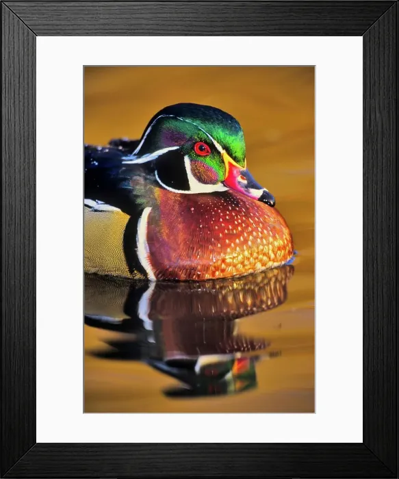 Framed Print : Canada, British Columbia, Vancouver island Framed Print : Canada, British Columbia, Vancouver island