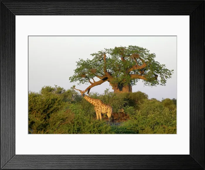 Framed Print : Giraffe (Giraffa camelopardis) in veld in front of Baobab Tree (Andansonia digitata) Framed Print : Giraffe (Giraffa camelopardis) in veld in front of Baobab Tree (Andansonia digitata)