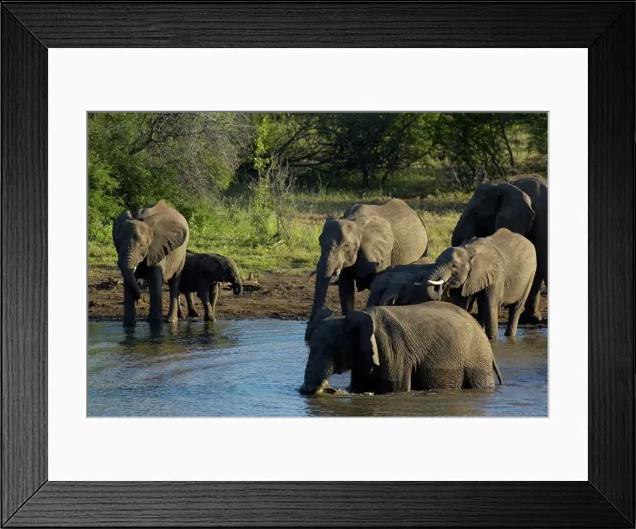 Framed Print : Elephant (Loxodonta africana) drinking