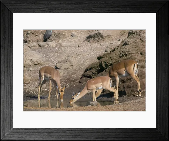 Framed Print : Impala (Aepyceros melampus melampus) drinking Framed Print : Impala (Aepyceros melampus melampus) drinking
