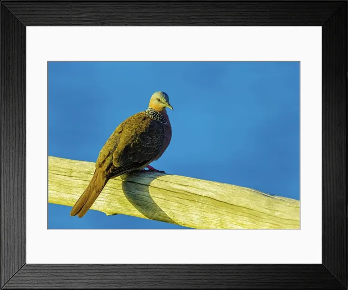Framed Print : USA, Hawaii, Maui, Pidgeon Framed Print : USA, Hawaii, Maui, Pidgeon