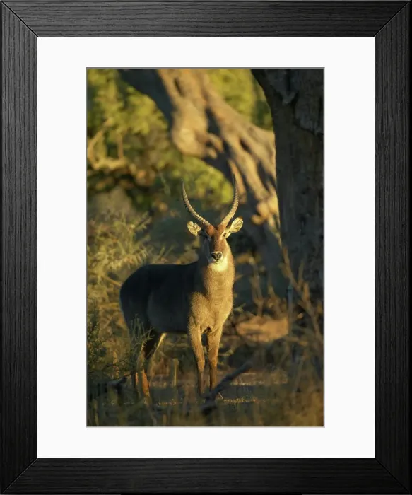 Framed Print : Waterbuck (Kobus ellipisiprymnus) at sunrise Framed Print : Waterbuck (Kobus ellipisiprymnus) at sunrise