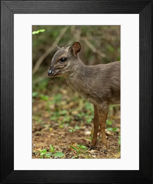 Framed Print : Blue Duiker (Philantomba monticola) Framed Print : Blue Duiker (Philantomba monticola)