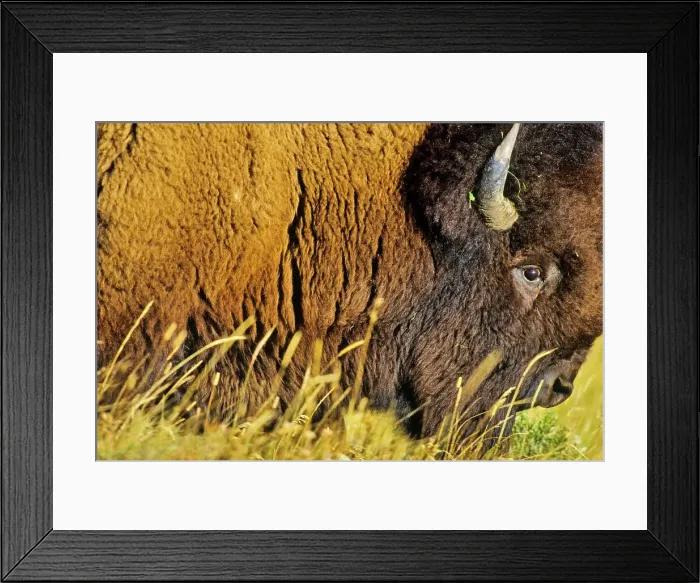 Framed Print : Canada, Alberta, Waterton National Park Framed Print : Canada, Alberta, Waterton National Park