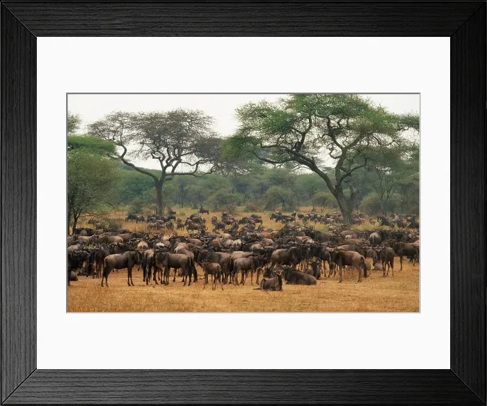 Framed Print : Blue Wildebeest in veld. Serengeti Game Reserve Framed Print : Blue Wildebeest in veld. Serengeti Game Reserve