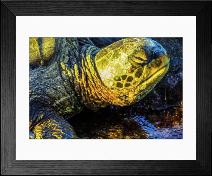 Framed Print : USA, Hawaii, Maui, Green sea turtle (Chelonia mydas) Framed Print : USA, Hawaii, Maui, Green sea turtle (Chelonia mydas)