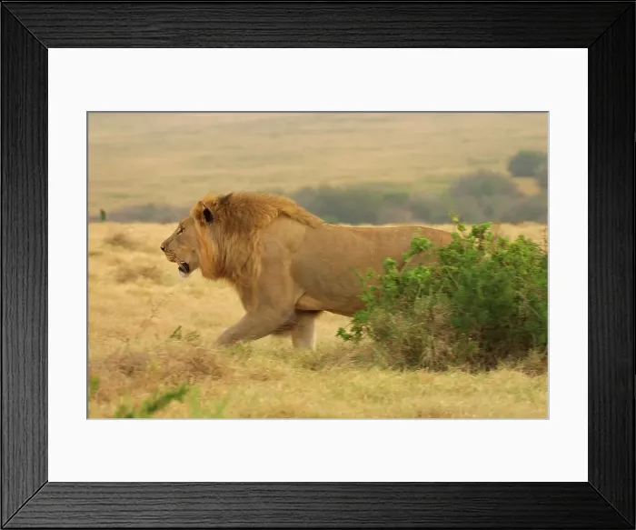 Framed Print : Lion. Shamwari Game Reserve. Eastern Cape Framed Print : Lion. Shamwari Game Reserve. Eastern Cape