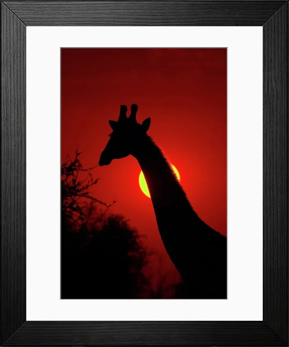 Framed Print : Giraffe (Giraffa camelopardis) in veld at sunset Framed Print : Giraffe (Giraffa camelopardis) in veld at sunset