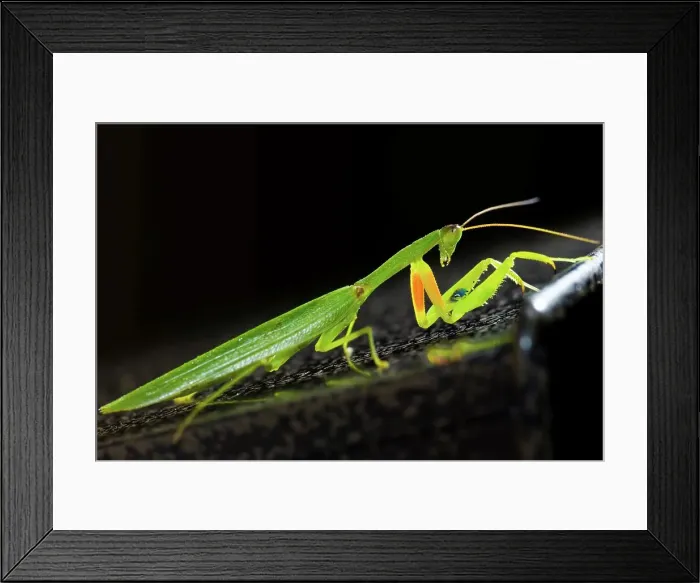 Framed Print : USA, Hawaii, Maui, Praying Mantis Framed Print : USA, Hawaii, Maui, Praying Mantis