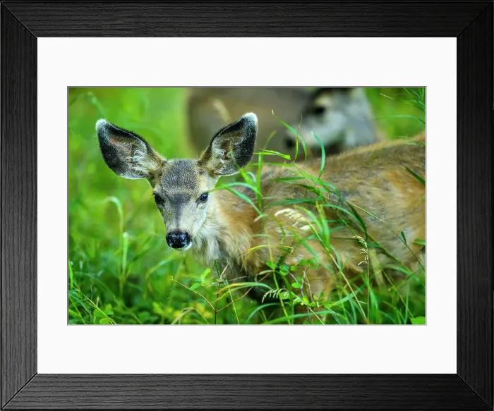 Framed Print : Fawn in Waterton National Park, Canada Framed Print : Fawn in Waterton National Park, Canada