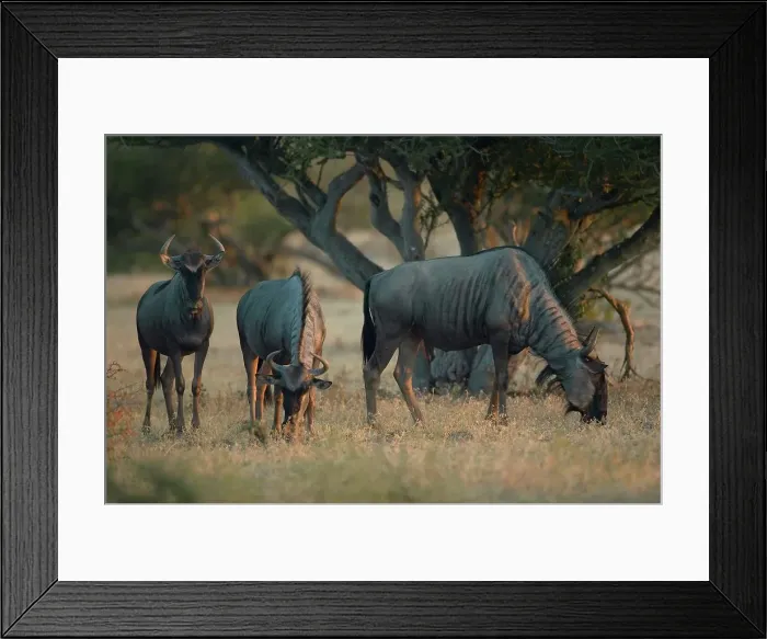Framed Print : Blue Wildebeest (Connochaetes gnou) herd grazing in veld Framed Print : Blue Wildebeest (Connochaetes gnou) herd grazing in veld