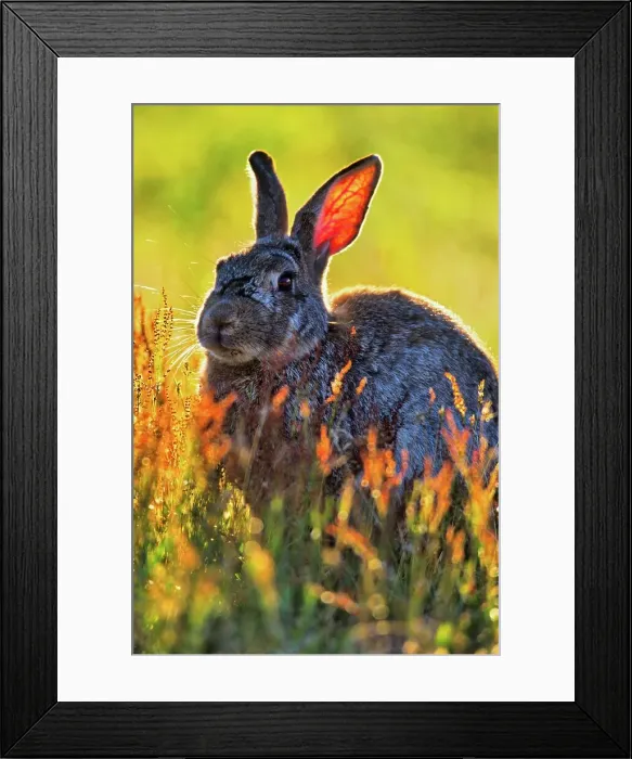 Framed Print : Canada, Vancouver island, Rabbit sitting in grass Framed Print : Canada, Vancouver island, Rabbit sitting in grass