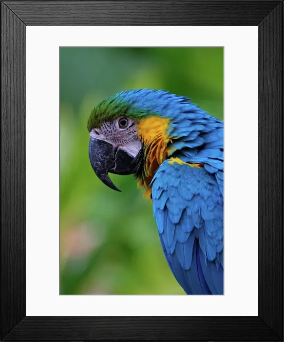 Framed Print : Blue and Gold Macaw. Umgeni Bird Park Framed Print : Blue and Gold Macaw. Umgeni Bird Park
