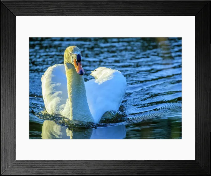 Framed Print : Mute Swan, British Columbia