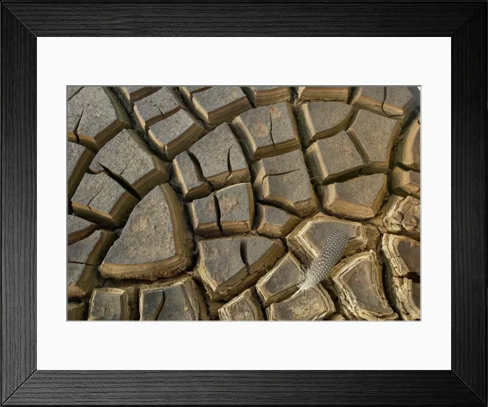 Framed Print : Helmeted Guineafowl (Numida meleagris) feather on dried mud Framed Print : Helmeted Guineafowl (Numida meleagris) feather on dried mud