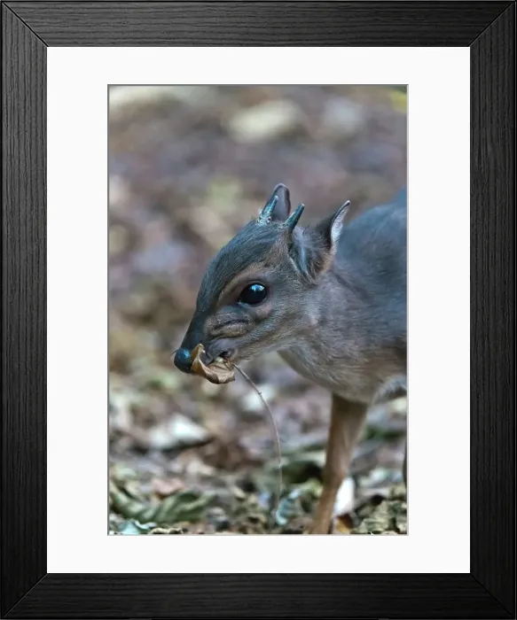 Framed Print : Blue Duiker (Philantomba monticola) Framed Print : Blue Duiker (Philantomba monticola)