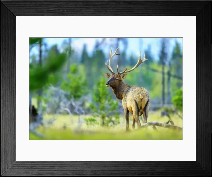 Framed Print : Bull Elk, Jasper National Park, Canada Framed Print : Bull Elk, Jasper National Park, Canada