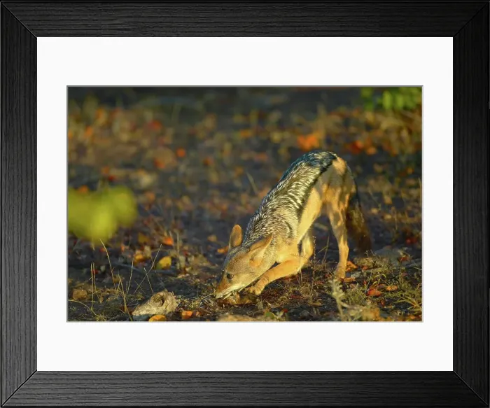 Framed Print : Blackbacked Jackal (Canis mesomelas) in veld chewing a bone Framed Print : Blackbacked Jackal (Canis mesomelas) in veld chewing a bone