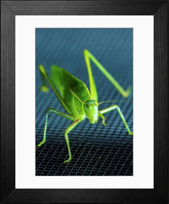 Framed Print : USA, Hawaii, Maui, Katydid Framed Print : USA, Hawaii, Maui, Katydid
